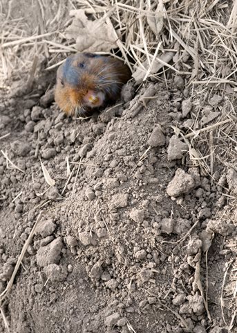 image of Gopher in Burrow